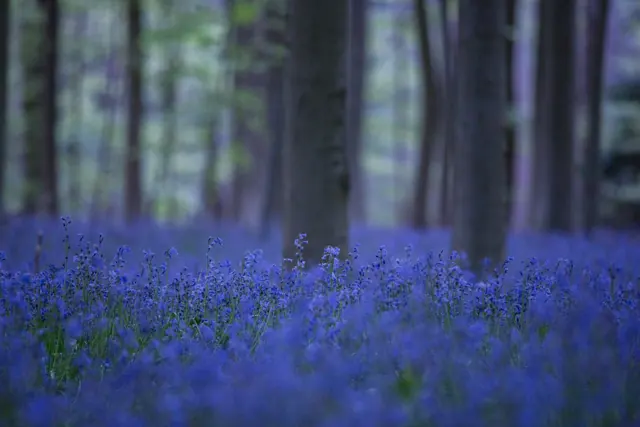Jacinthes du bois de Hal (Hallerbos) – Frédéric Leroux photographe