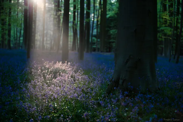 Jacinthes du bois de Hal (Hallerbos) – Frédéric Leroux photographe