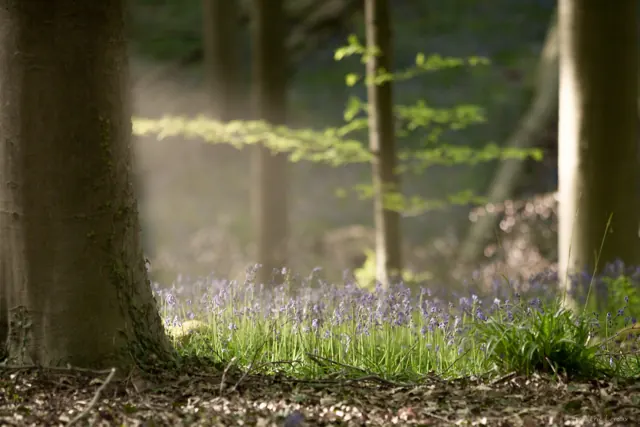 Jacinthes du bois de Hal (Hallerbos) – Frédéric Leroux photographe