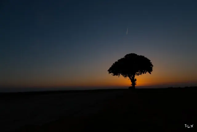 Light painting à l’arbre Carafe – Frédéric Leroux photographe