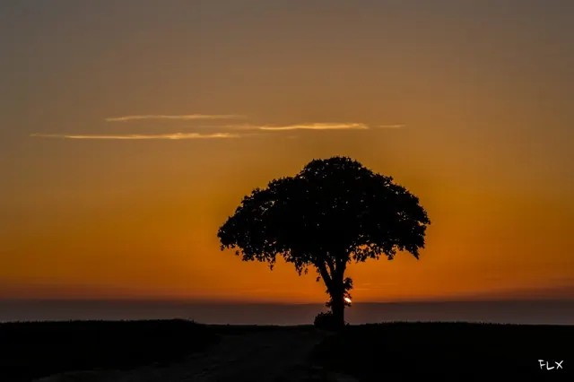 Light painting à l’arbre Carafe – Frédéric Leroux photographe