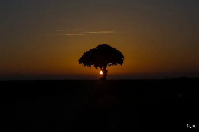 Light painting à l’arbre Carafe – Frédéric Leroux photographe