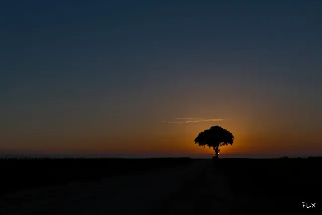 Light painting à l’arbre Carafe – Frédéric Leroux photographe