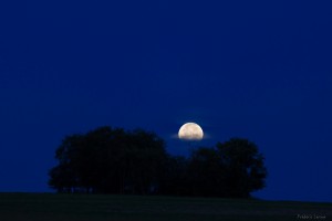 FLX_1398 